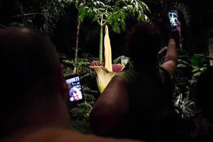 Facetiming the corpse flower<br>